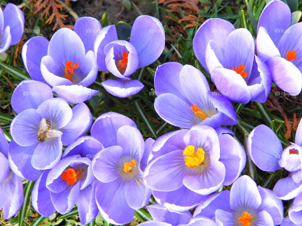 spring flowers and beautiful color