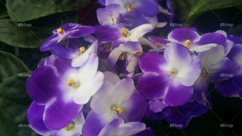 African violets