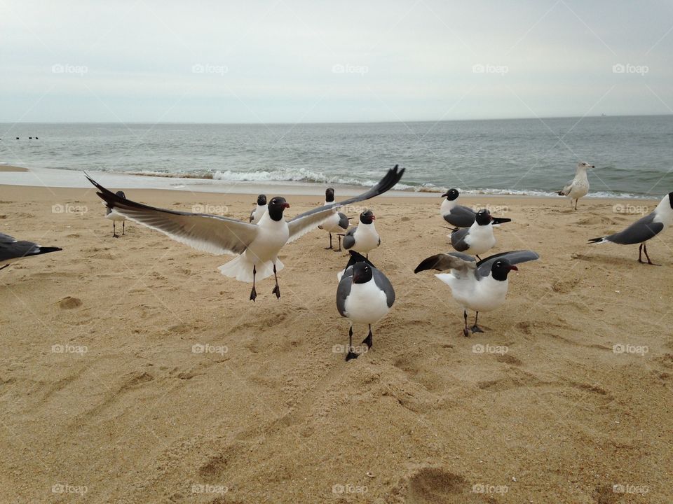 Laughing gulls