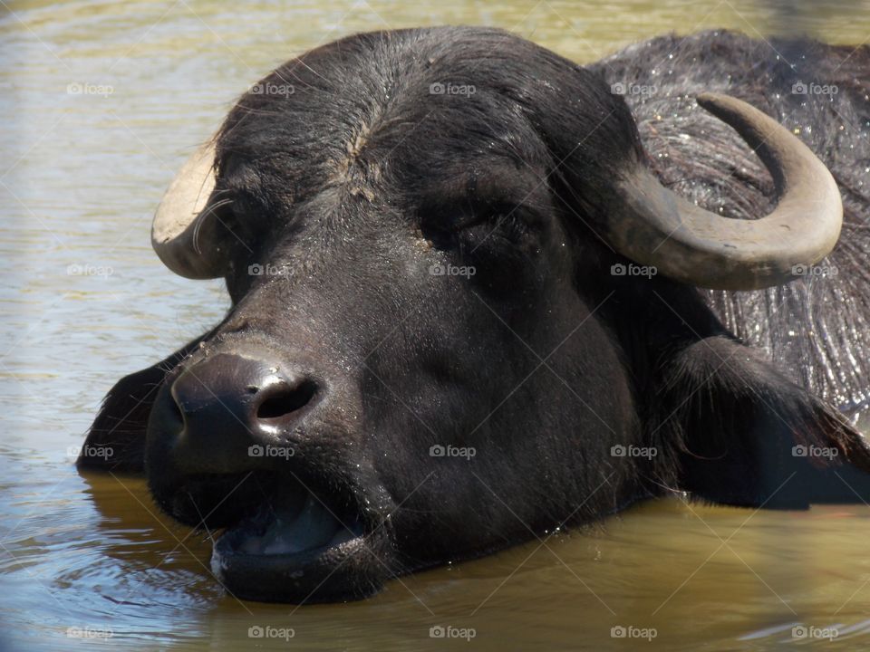 Water buffalo cools off in the water on a hot day. 