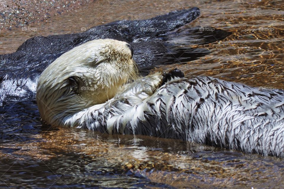 Sleeping otter