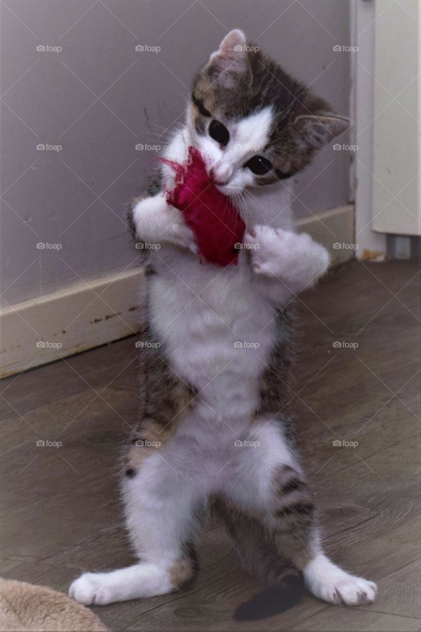 playful tabby and white little kitten standing upright playing with a toy mouse