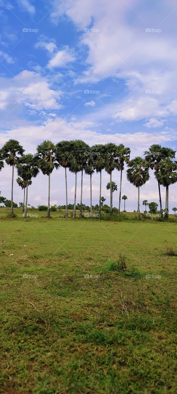 palmtrees