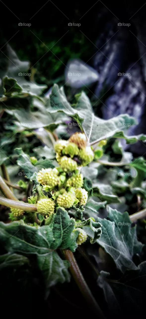 plant around us