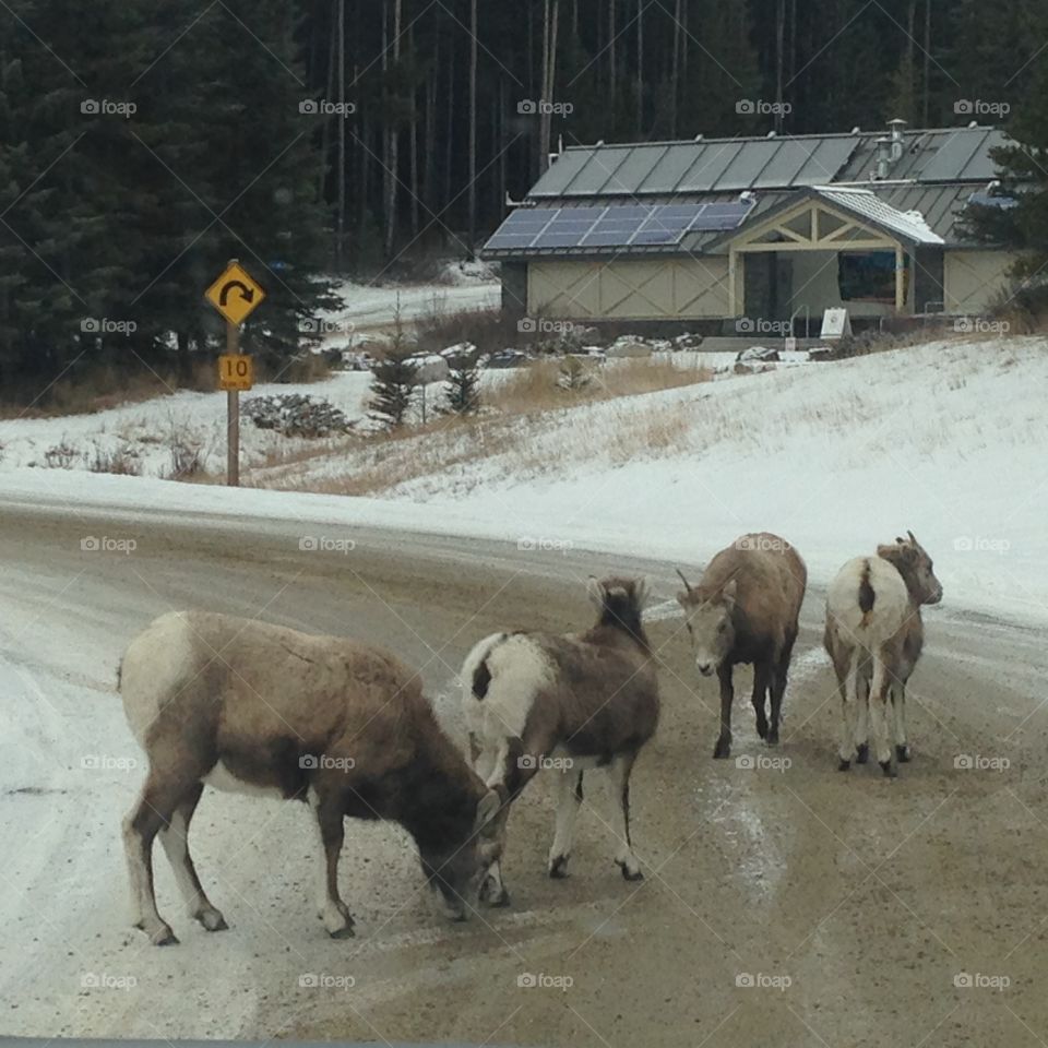 Wildlife on the road 