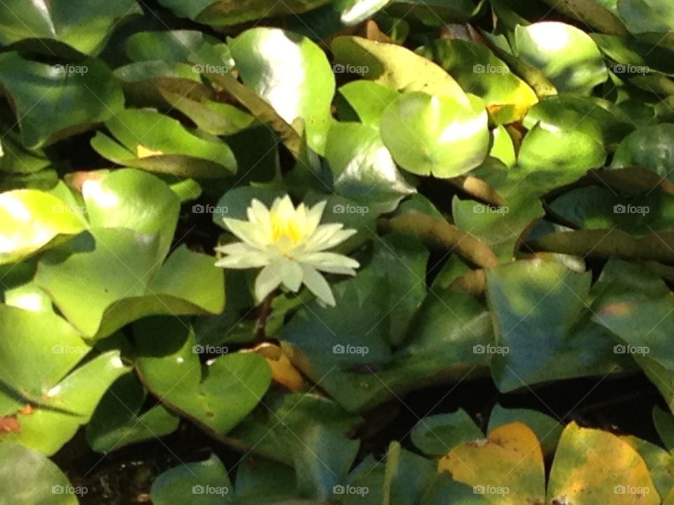 Water Lily