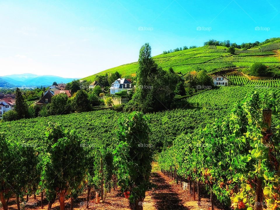 Vineyard near Turckheim France