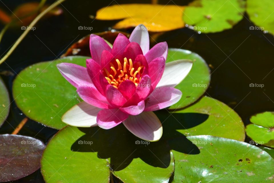 Flower on lilly pad 
