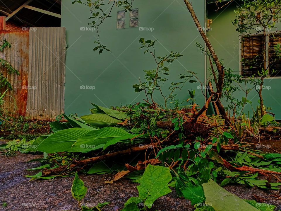 Pruning plants in the garden, then the organic waste is used as fertilizer for the plants in the garden