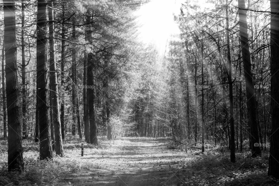 Forest trees with path in the middle and spread sun rays