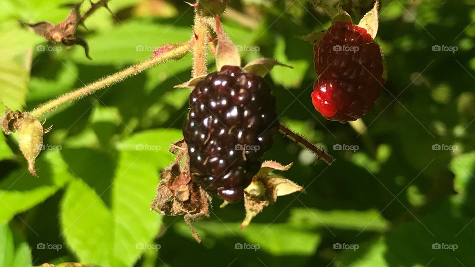 Wild Raspberries