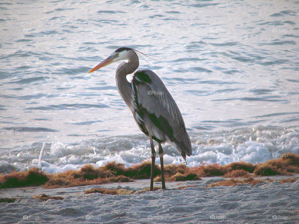 water bird florida seashore by landon