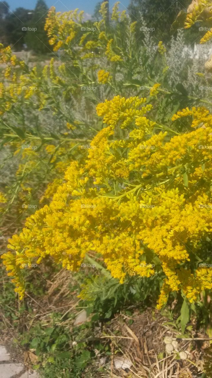 Golden Rod