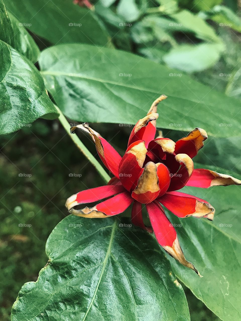 Red Flower