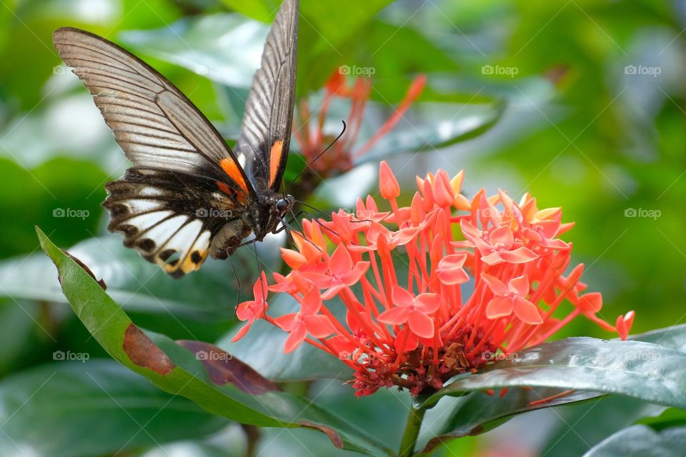 butterfly with flowers