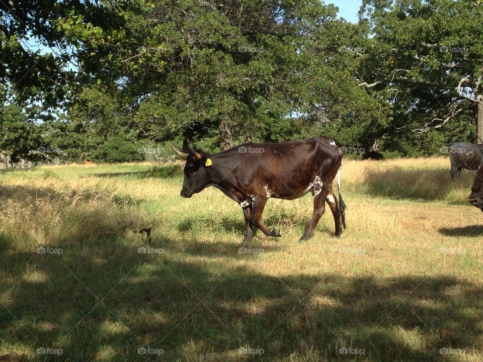 Brown cow with horns walking through grassy field