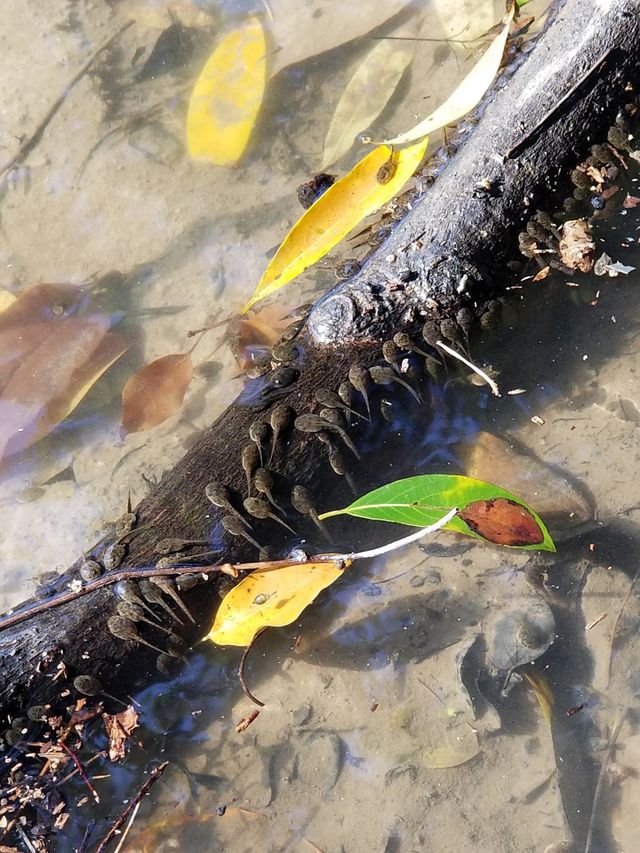 tadpole 2