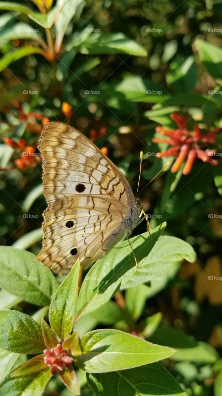 Beautiful butterfly in the backyard on the fire bush