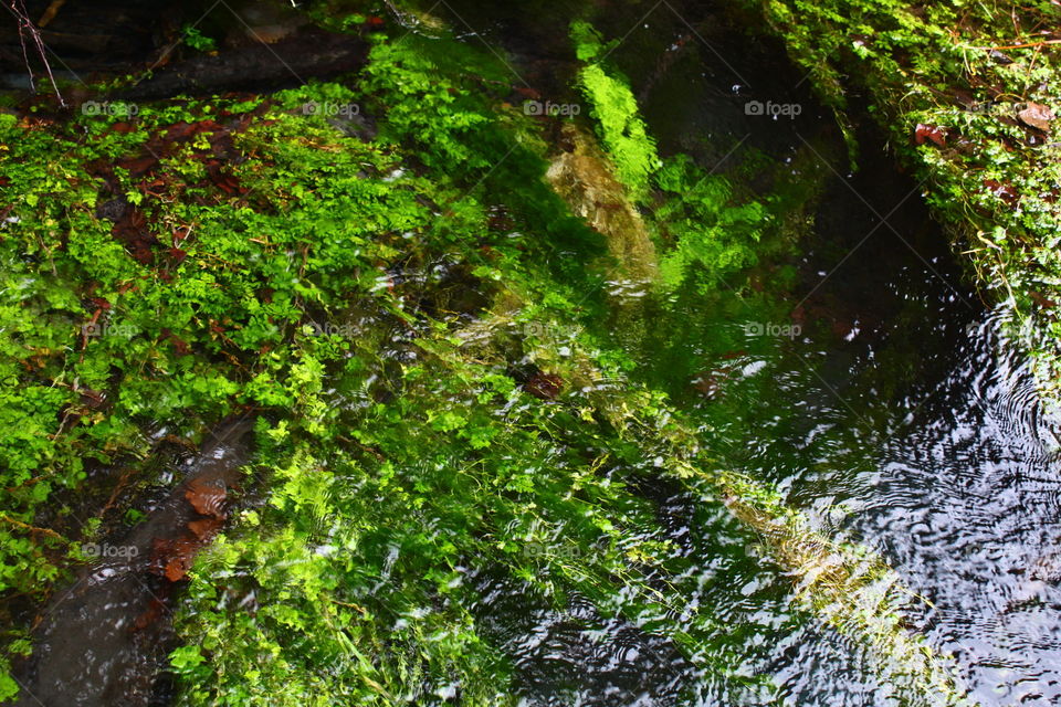River moss 4