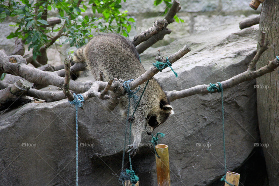 The raccoon thief, he is stealing the food of the other raccoons by reeling in the foodcanisters