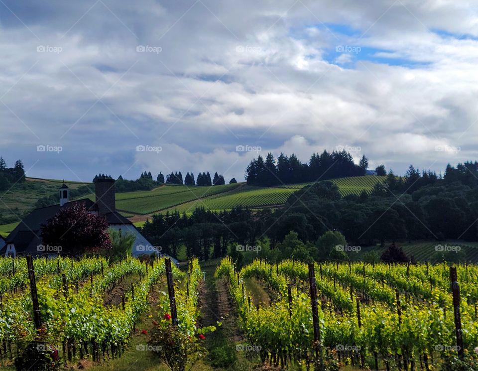 Oregon wine Country 🍷