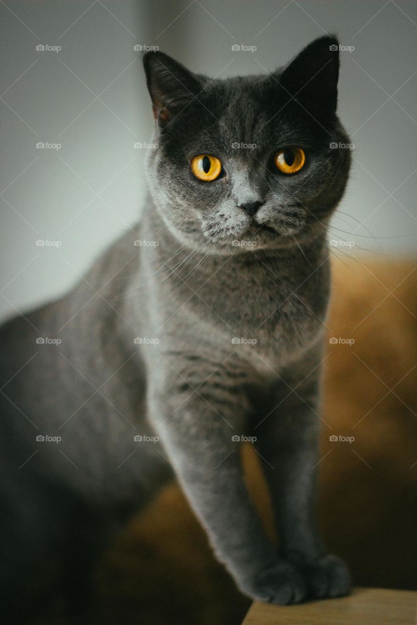 Cat model