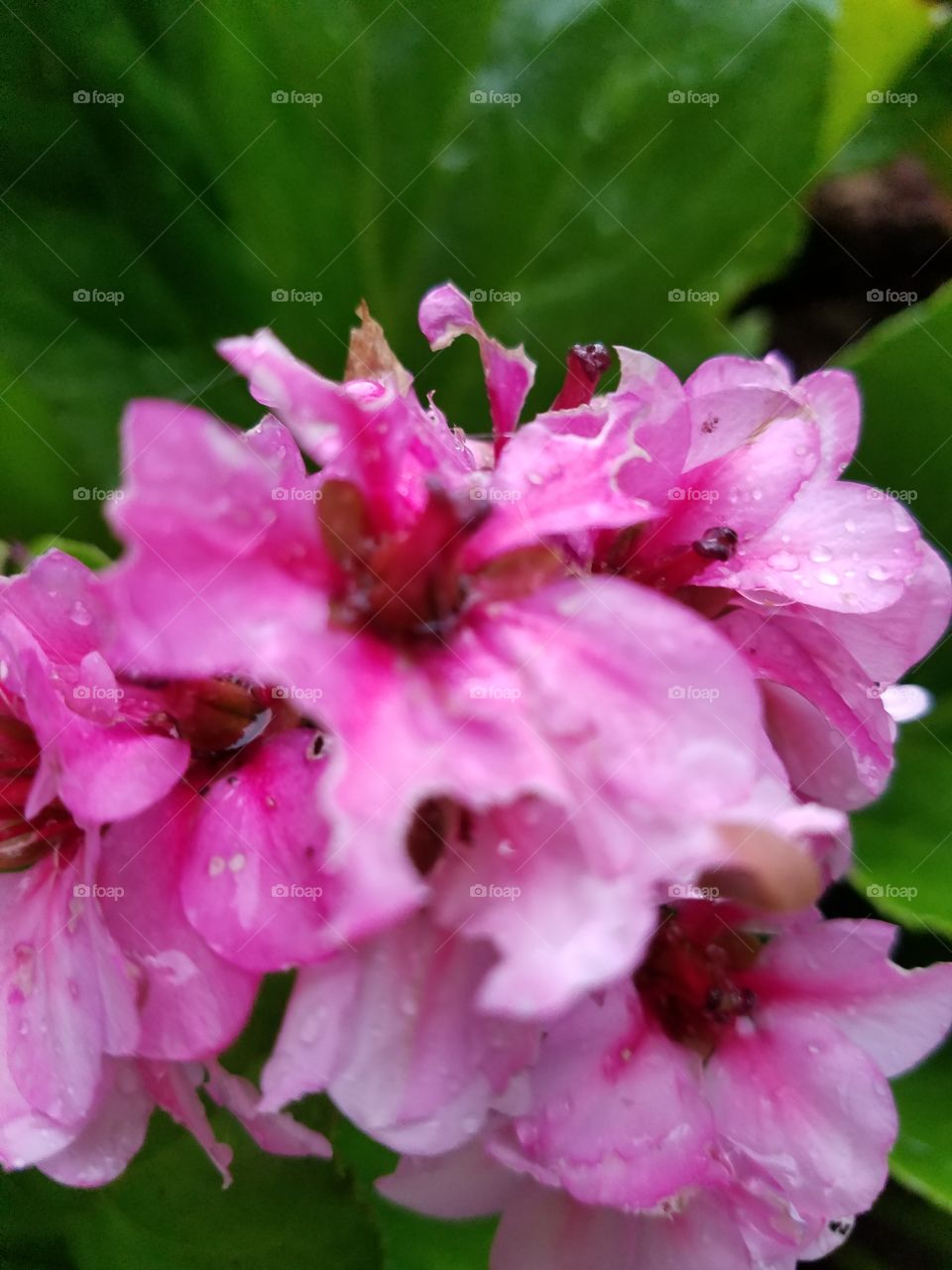 macro pink