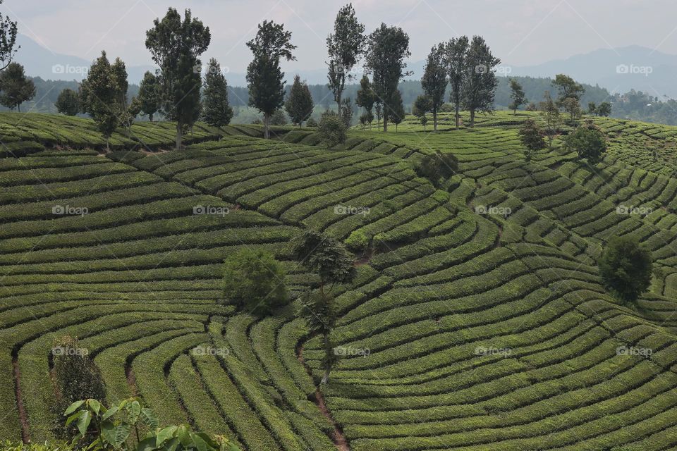 tea plantation