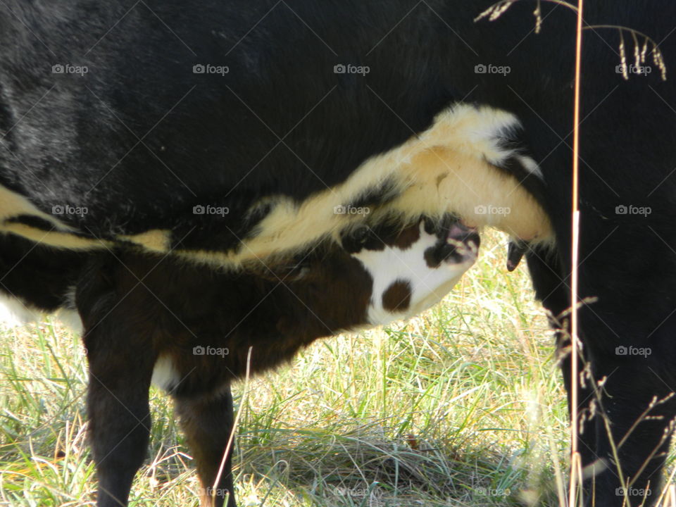 Calf suckling mama cow.