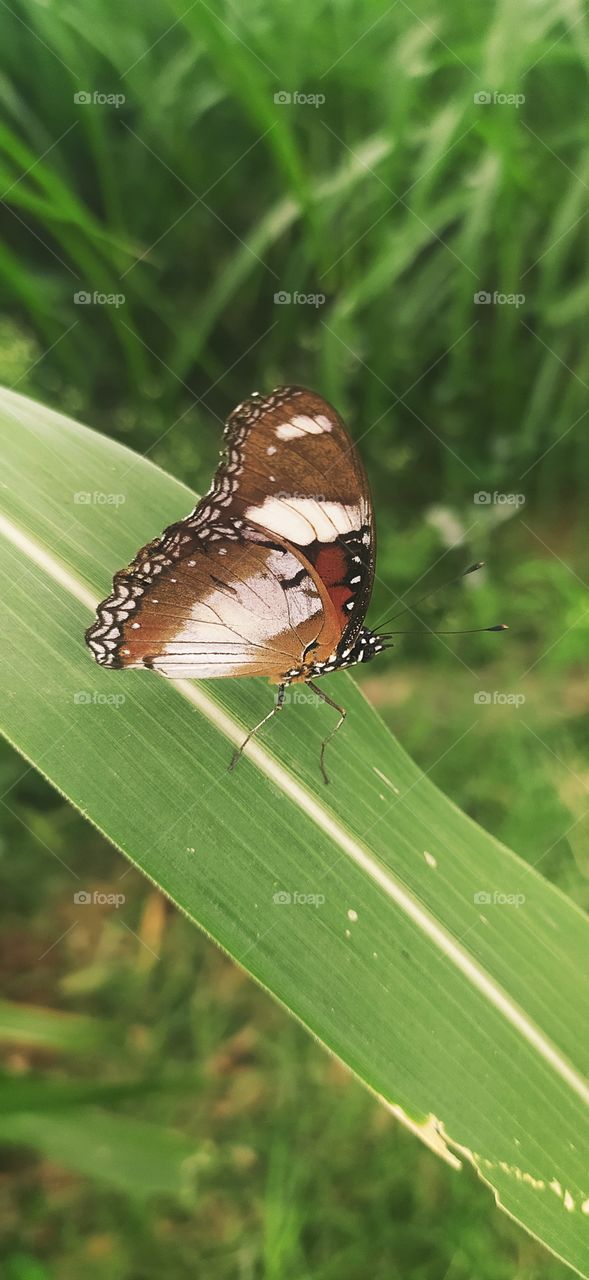 black and white butterfly