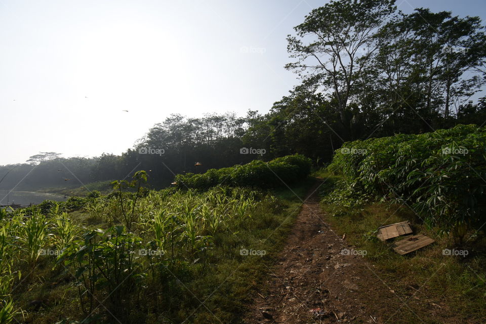 natural landscape at the garden