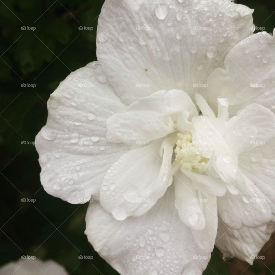 Rain drops on white flower