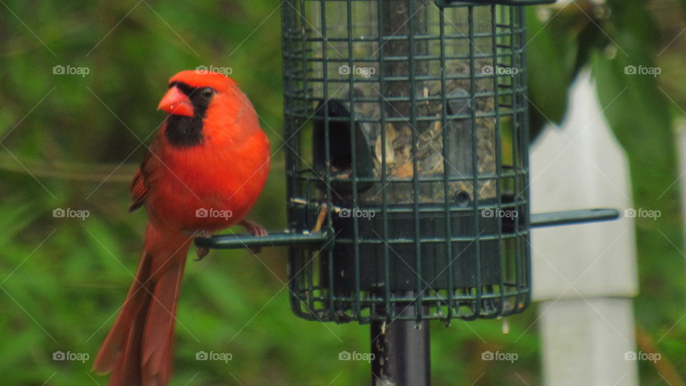 cardinal hanging out