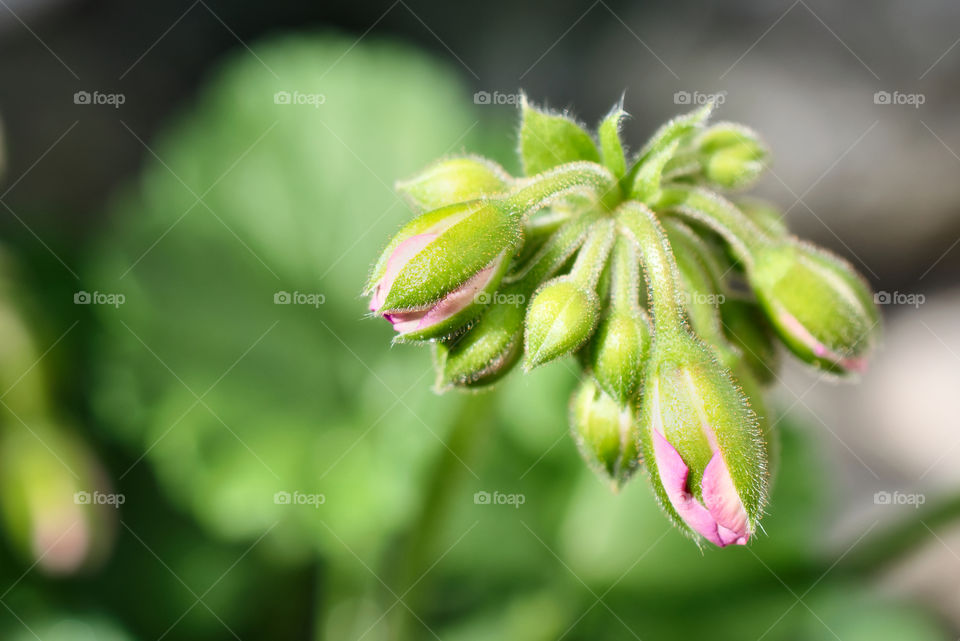 Baby flower