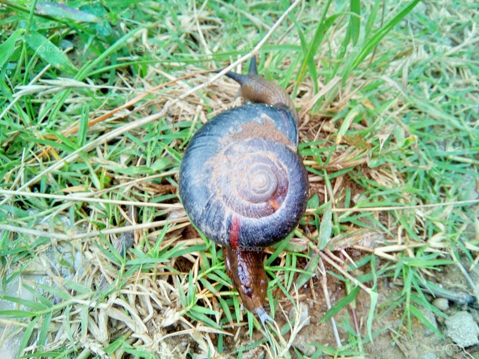 A Snail's Life.