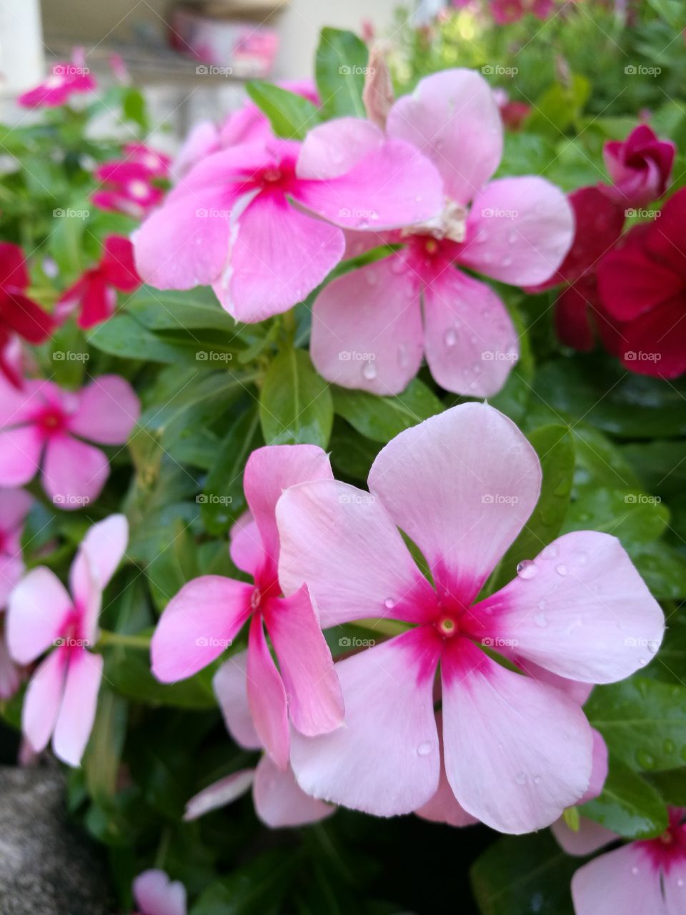 Periwinkle flowers with pink color bloom in garden.
