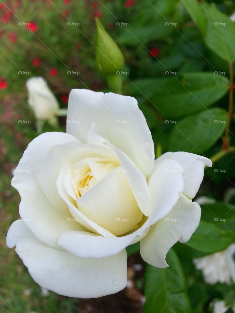 A Beautiful White Rose