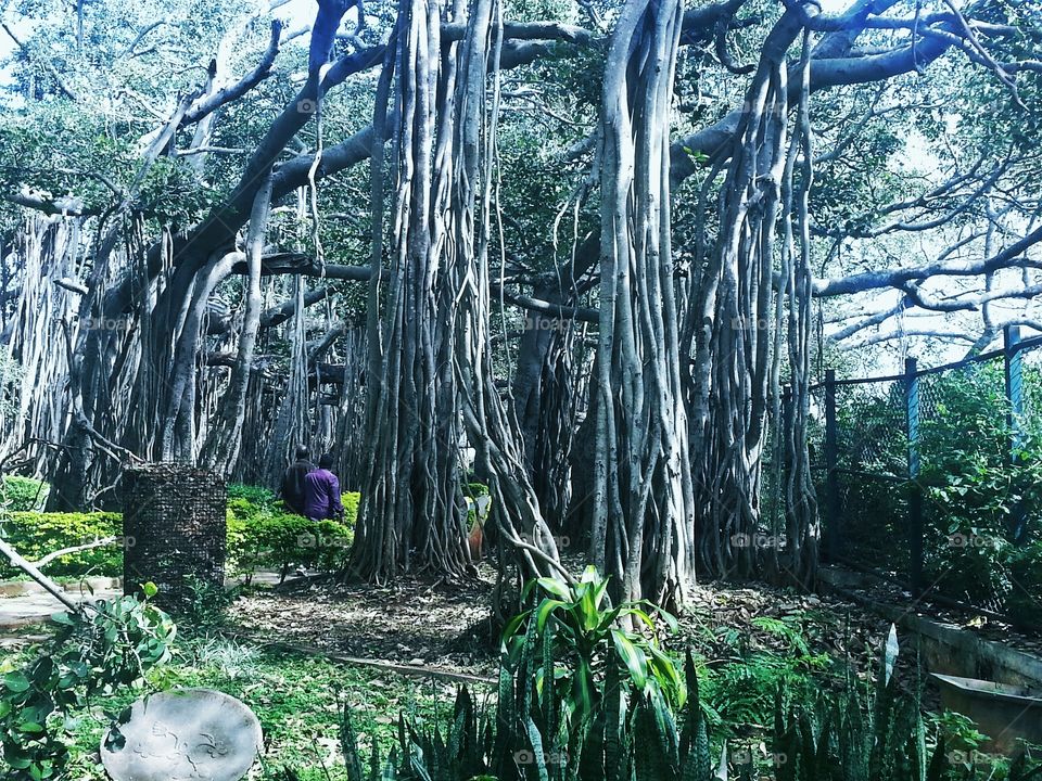 huge tree. huge banyan tree