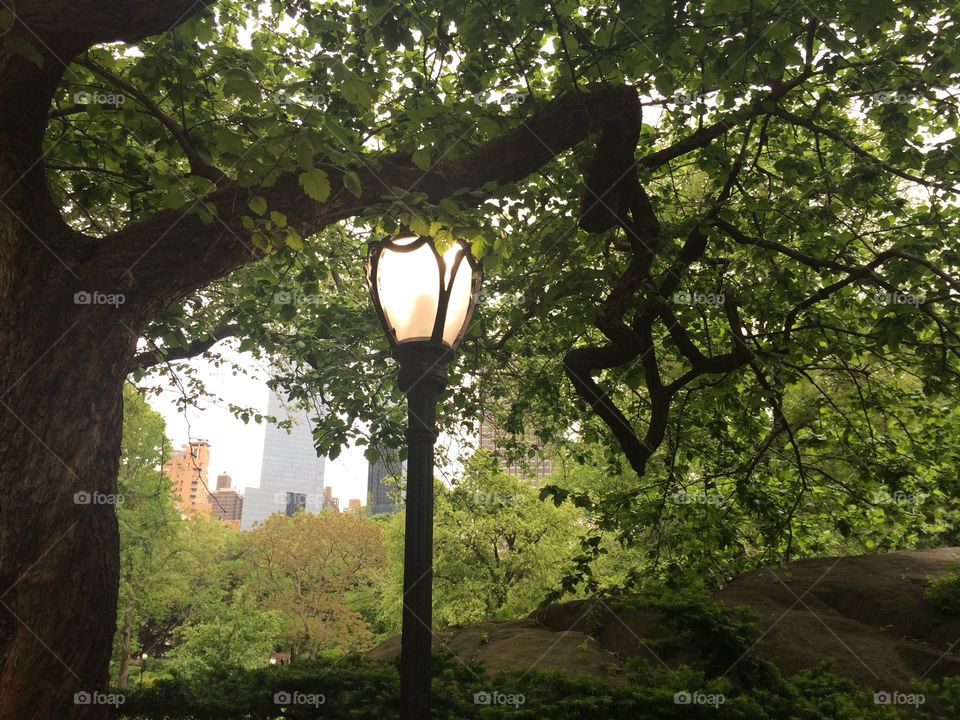Nature and lights in Central Park, NYC 