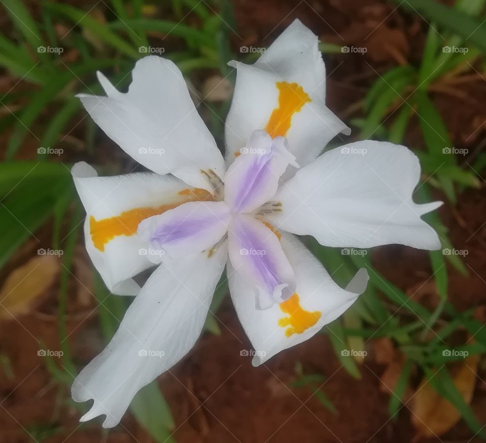 A beautiful white flower with yellow and purple stripped petals ready to attract a butterfly.  This is a sign of spring. Nature at its best.
