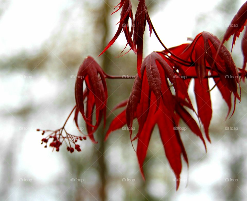 red maple leaves coming out of buds.  flowers also blooming.