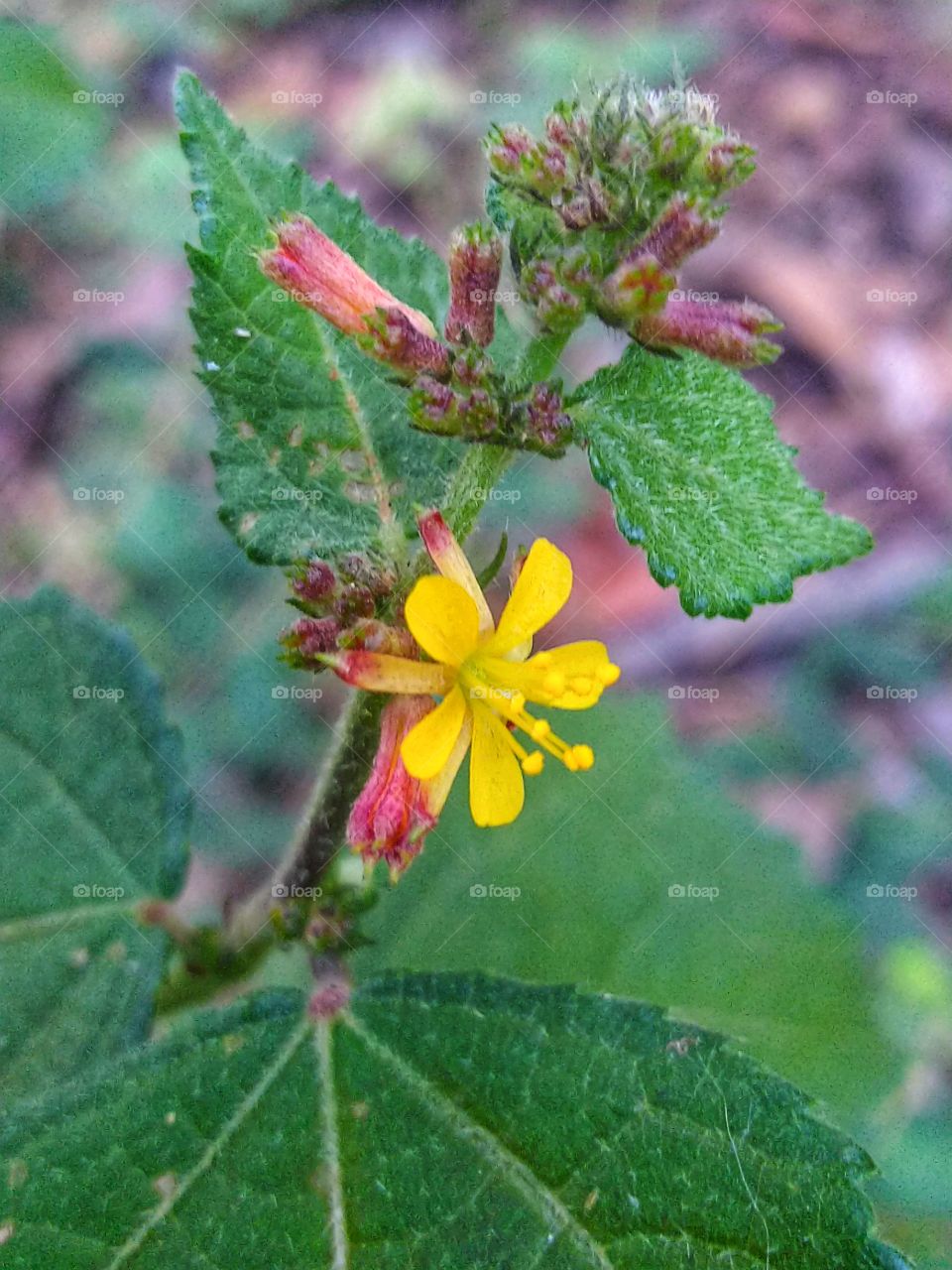 Pungpurutan flowers with yellow color and scaly leaves