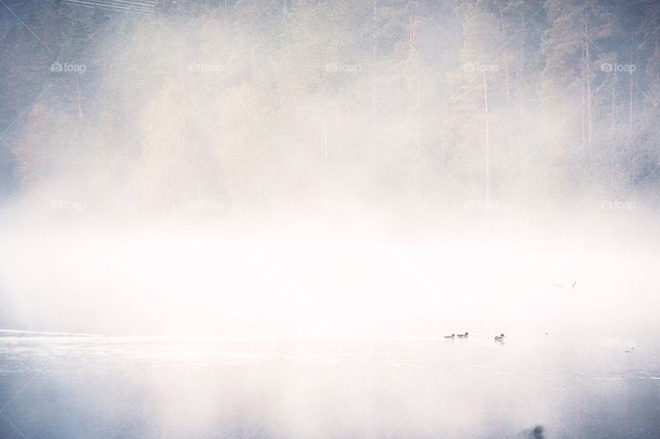 Fog and birds on the lake