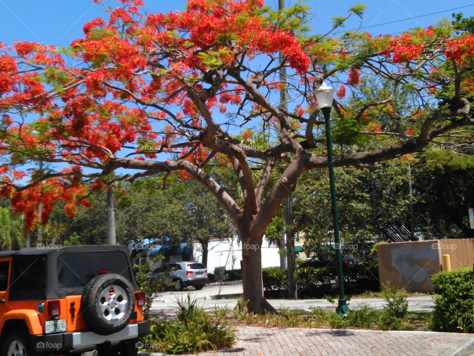 Matching tree and jeep. Saw this poinsettias tree and a jeep to match...