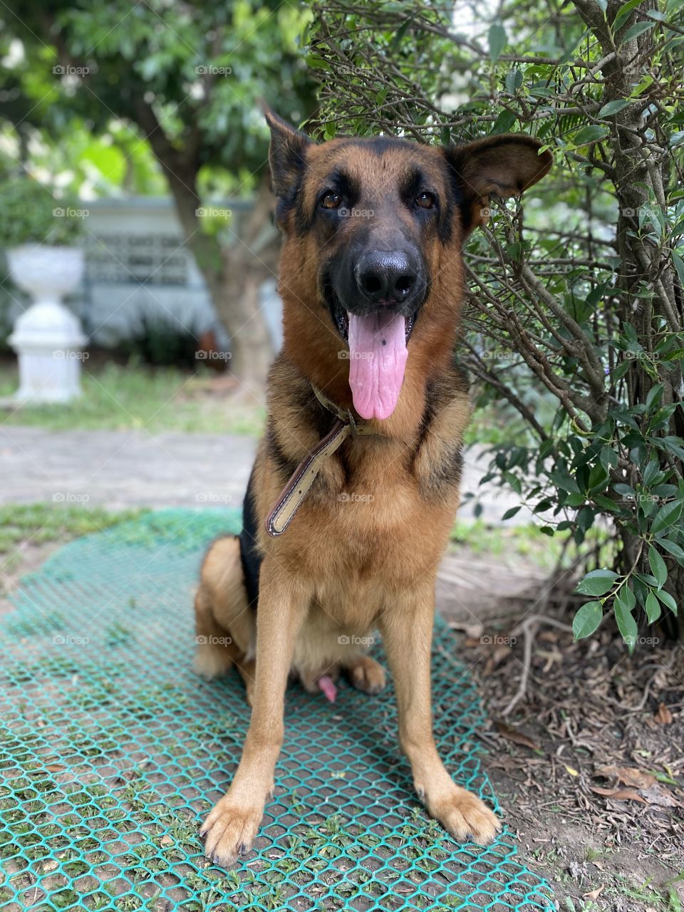 My little German Shepherd boy