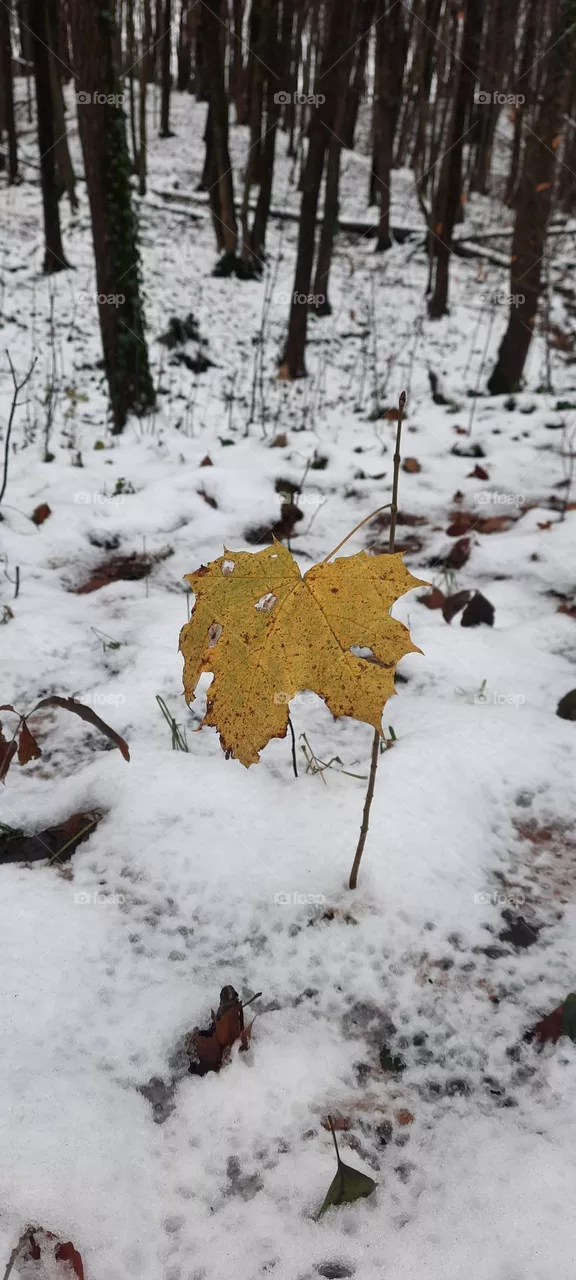last sign of Autumn