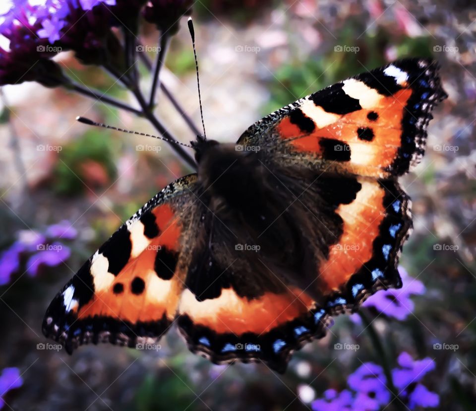 Bright Beauty. A lovely Red Admiral Butterfly