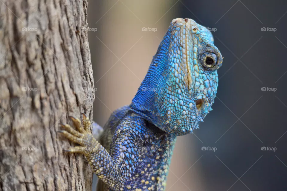 lizard south africa