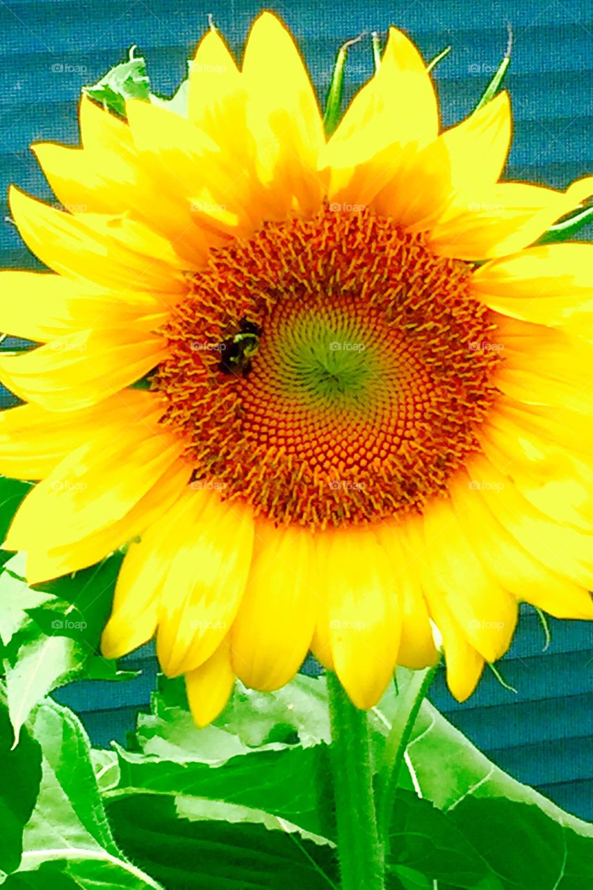 My sunflower 