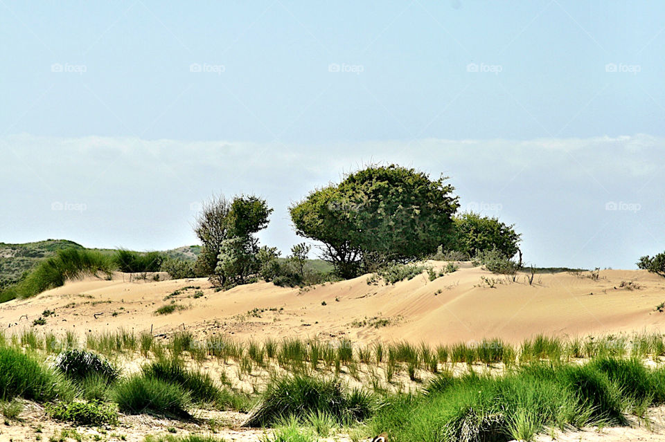 Dunes National Park in the Netherlands